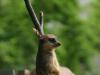 k-Zoo 024.jpg